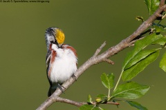 Chestnut-sided Warbler