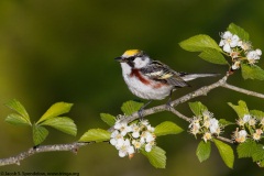 Chestnut-sided Warbler