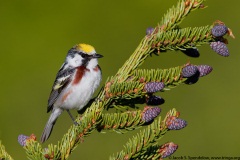 Chestnut-sided Warbler