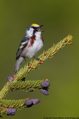 Chestnut-sided Warbler