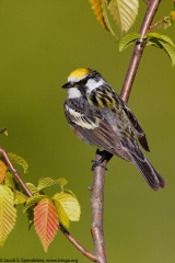 Chestnut-sided Warbler