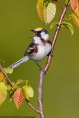 Chestnut-sided Warbler