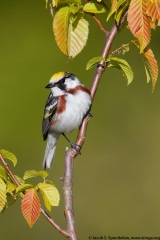 Chestnut-sided Warbler