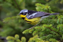 Magnolia Warbler