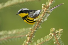 Magnolia Warbler