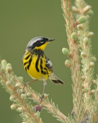 Magnolia Warbler