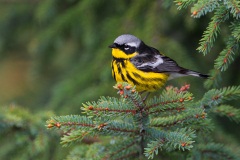 Magnolia Warbler