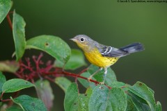 Magnolia Warbler