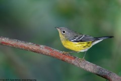 Magnolia Warbler