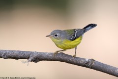 Magnolia Warbler