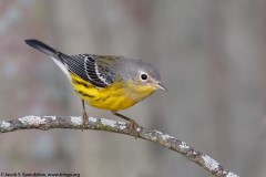 Magnolia Warbler