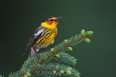 Cape May Warbler