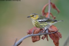 Cape May Warbler