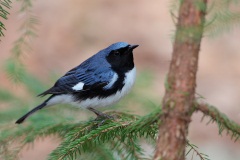 Black-throated Blue Warbler