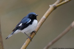 Black-throated Blue Warbler