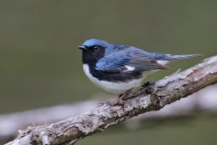 Black-throated Blue Warbler