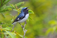 Black-throated Blue Warbler