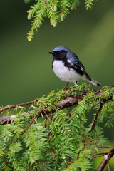 Black-throated Blue Warbler