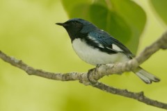 Black-throated Blue Warbler