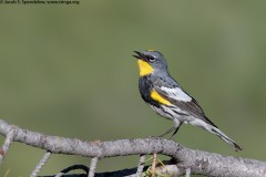 Yellow-rumped Warbler