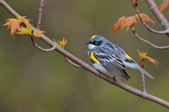 Yellow-rumped Warbler (Myrtle Warbler)