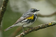 Yellow-rumped Warbler (Myrtle Warbler)