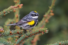 Yellow-rumped Warbler (Myrtle Warbler)