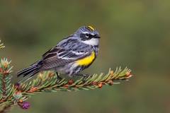 Yellow-rumped Warbler (Myrtle Warbler)