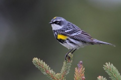 Yellow-rumped Warbler (Myrtle Warbler)