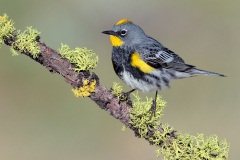 Yellow-rumped Warbler (Audubon's Warbler)