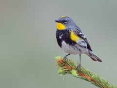 Yellow-rumped Warbler (Audubon's Warbler)