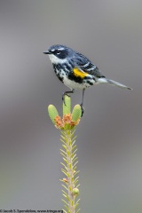 Yellow-rumped Warbler