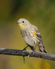 Yellow-rumped Warbler (Audubon's Warbler)