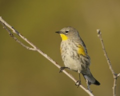 Yellow-rumped Warbler (Audubon's Warbler)