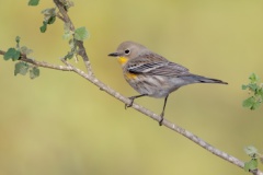 Yellow-rumped Warbler (Audubon's Warbler)