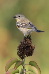 Yellow-rumped Warbler (Audubon's Warbler)