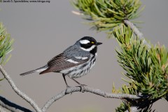 Black-throated Gray Warbler