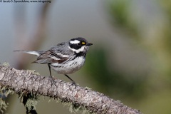 Black-throated Gray Warbler