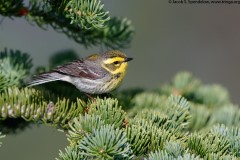 Townsend's Warbler