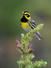 Townsend's Warbler