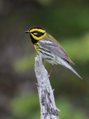 Townsend's Warbler