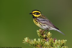 Townsend's Warbler