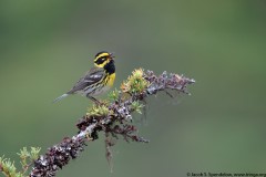 Townsend's Warbler