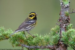 Townsend's Warbler