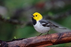 Hermit Warbler