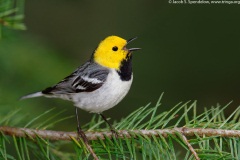 Hermit Warbler