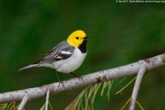 Hermit Warbler