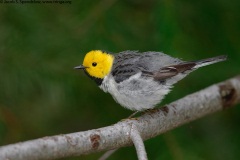 Hermit Warbler