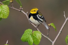 Black-throated Green Warbler