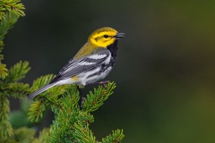 Black-throated Green Warbler